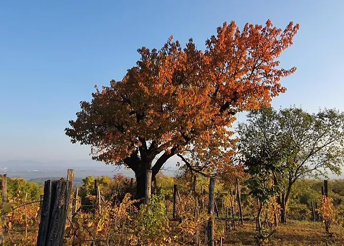 Sarkanyles Vendeghaz *