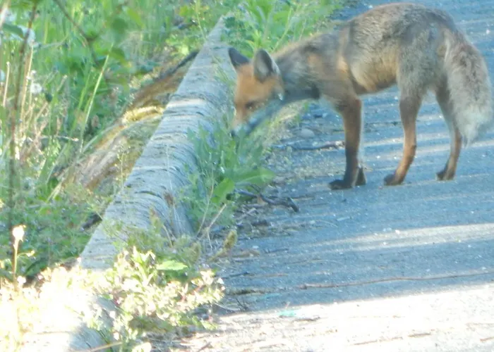 מלון Sarkanyles Vendeghaz *